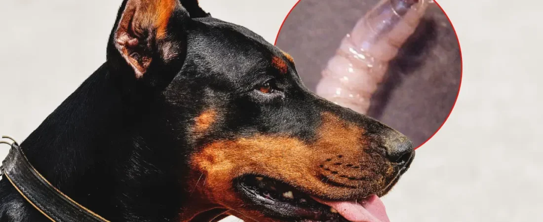 Detectan primer caso de gusano barrenador en perro de CDMX; activan vigilancia sanitaria en Tlalpan