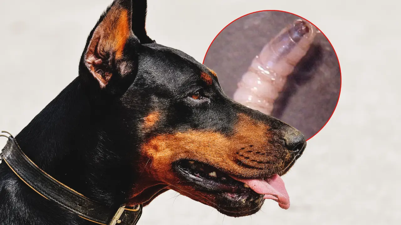 Detectan primer caso de gusano barrenador en perro de CDMX; activan vigilancia sanitaria en Tlalpan